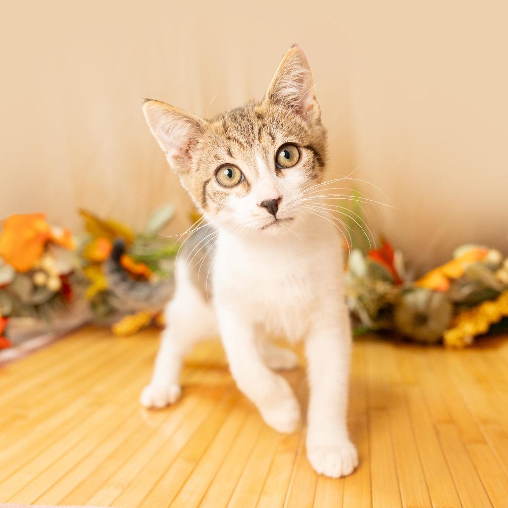 Enlarge Benny, a Adoptable Domestic Short Hair in Durham, NC image 2/6