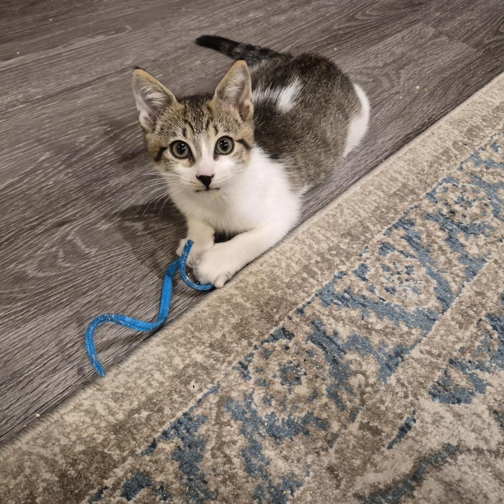 Enlarge Benny, a Adoptable Domestic Short Hair in Durham, NC image 3/6