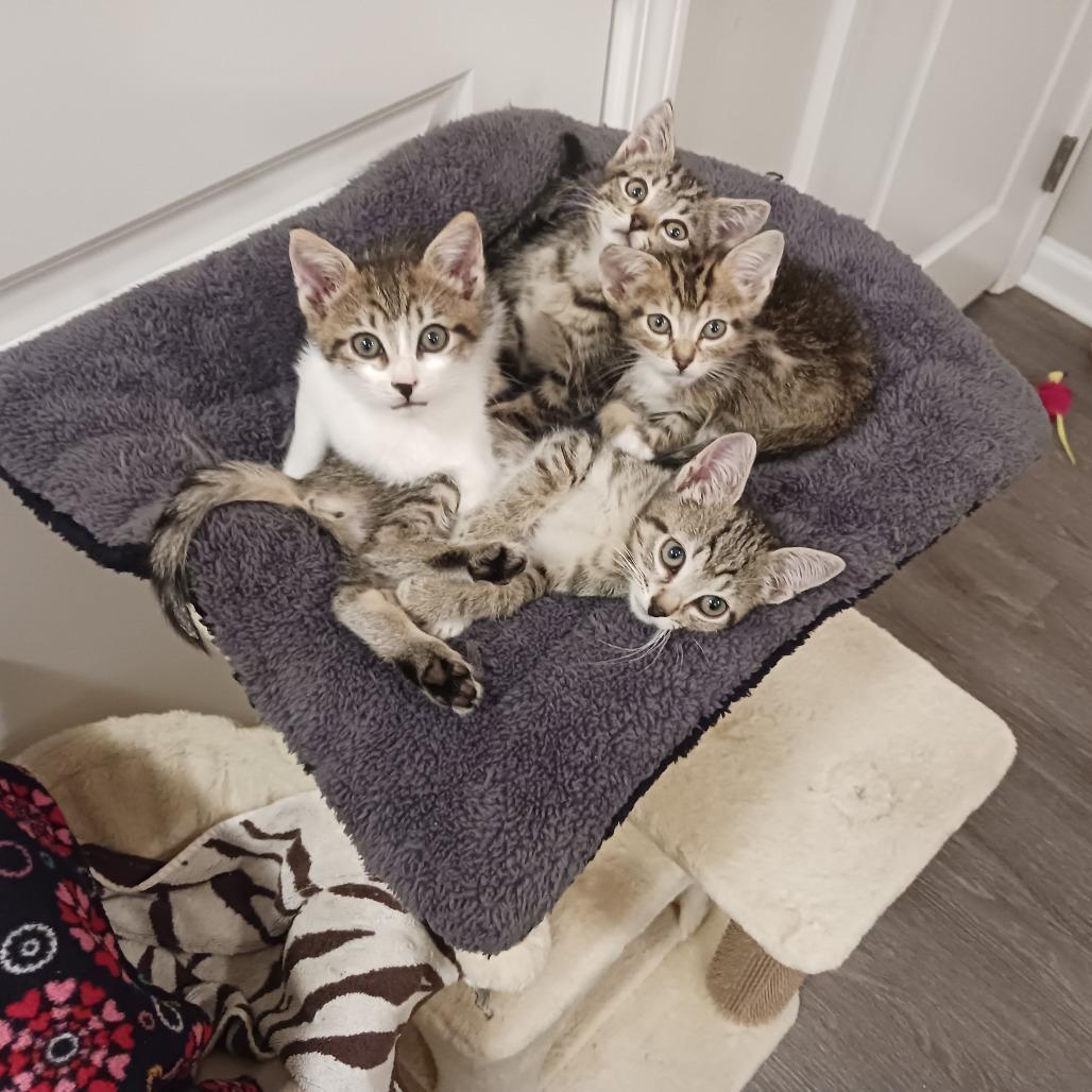 Enlarge Benny, a Adoptable Domestic Short Hair in Durham, NC image 4/6