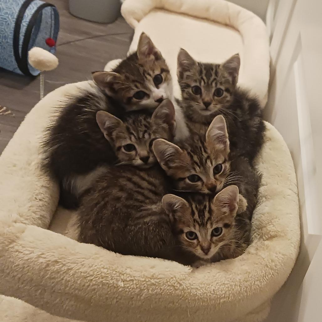 Enlarge Benny, a Adoptable Domestic Short Hair in Durham, NC image 6/6