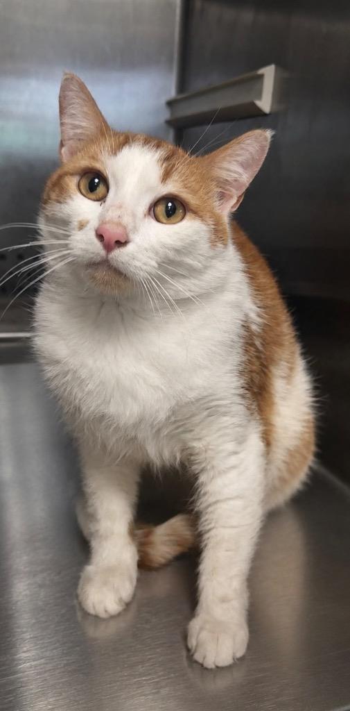 Enlarge Garfield, a Adoptable mixed breed in Columbia, TN image 1/1