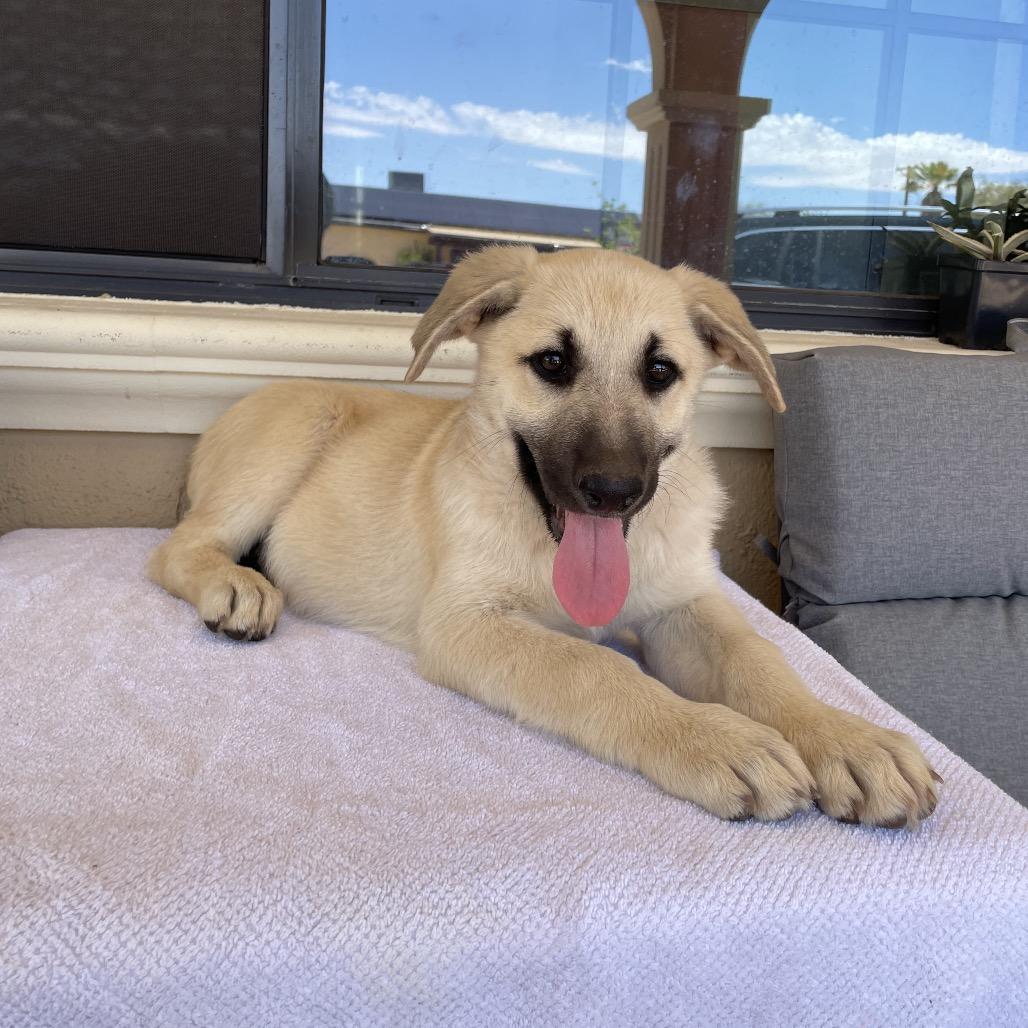 Bear, a Adoptable German Shepherd Dog in Tucson, AZ image 1/3