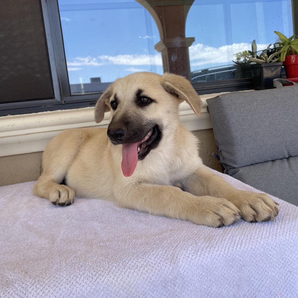 Bear, a Adoptable German Shepherd Dog in Tucson, AZ image 2/3