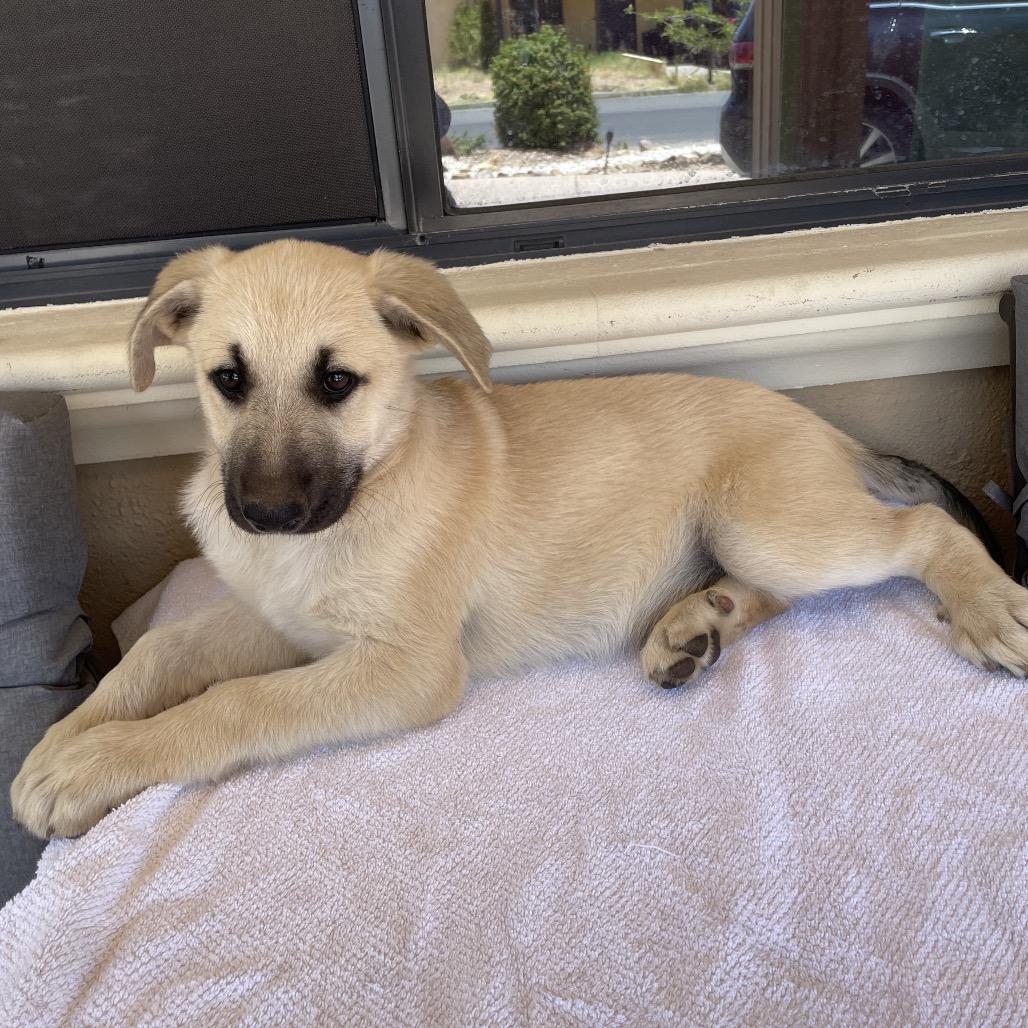 Bear, a Adoptable German Shepherd Dog in Tucson, AZ image 3/3