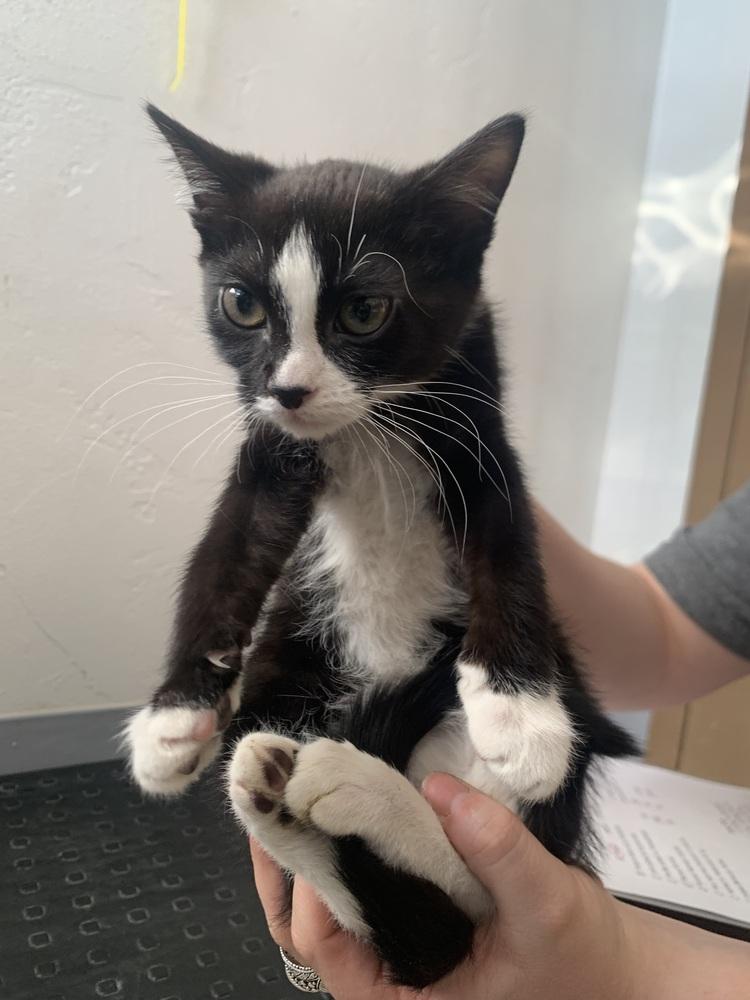 Binka, Adoptable, Kitten Female Domestic Short Hair & Domestic Short Hair.