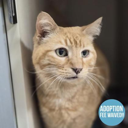 Bella Donna, a ADOPTABLE mixed breed in Sacramento, CA image 1/3