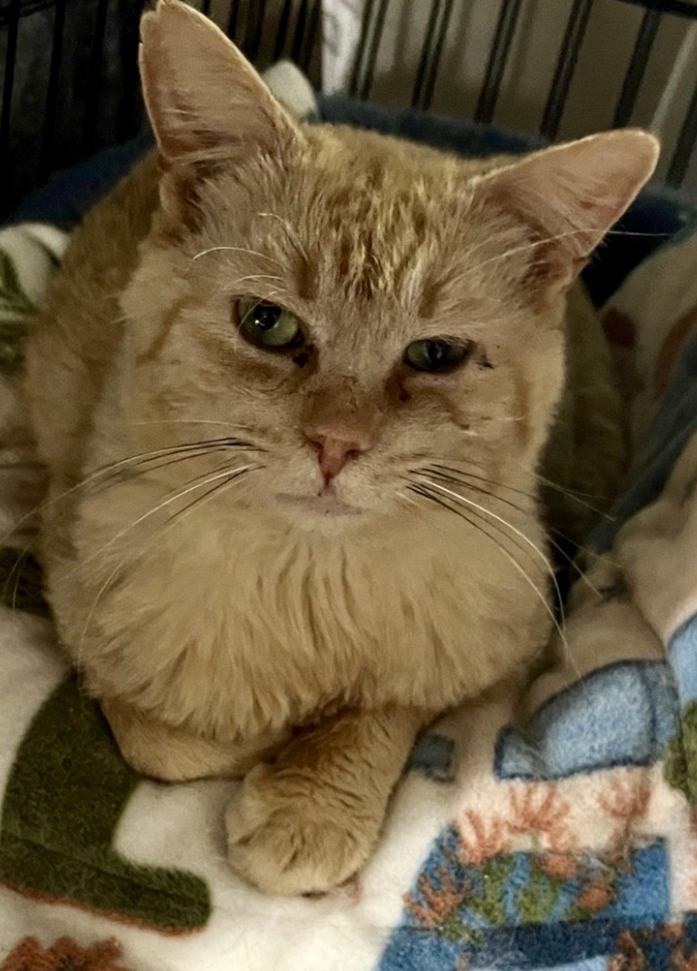 Enlarge Johnny Cash, a Adoptable Domestic Short Hair in Walled Lake, MI image 1/2