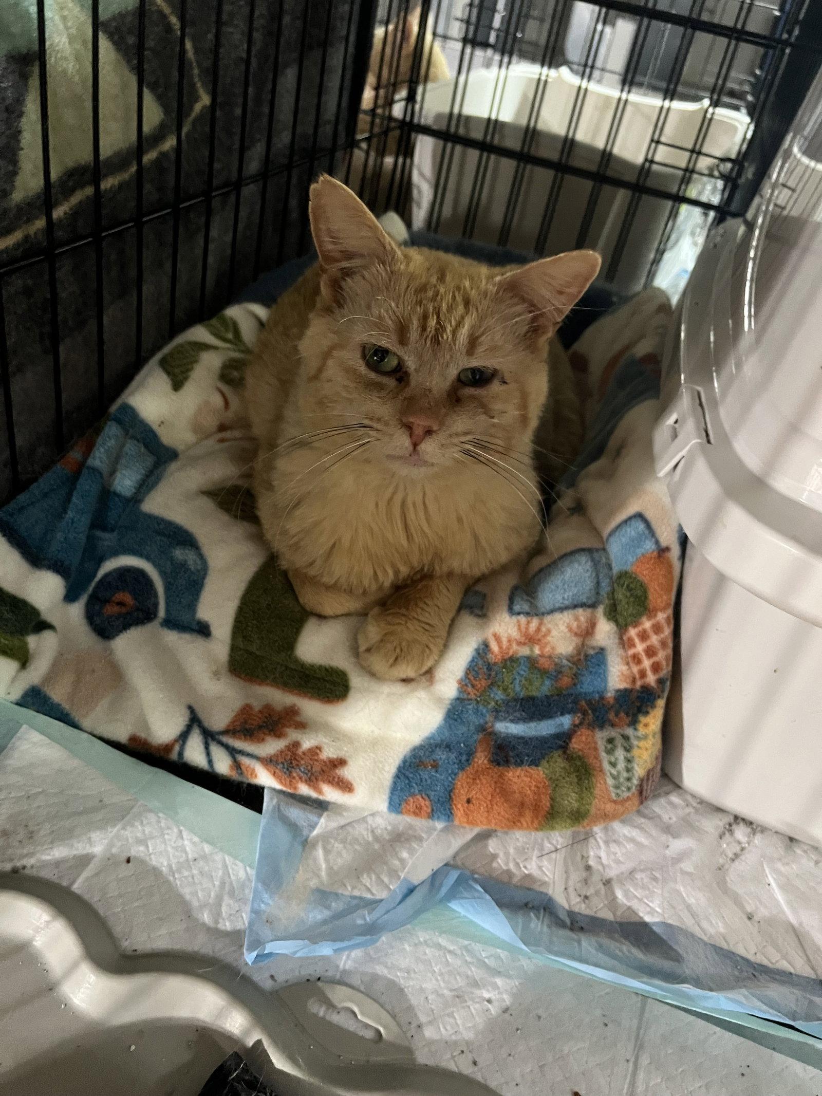 Enlarge Johnny Cash, a Adoptable Domestic Short Hair in Walled Lake, MI image 2/2
