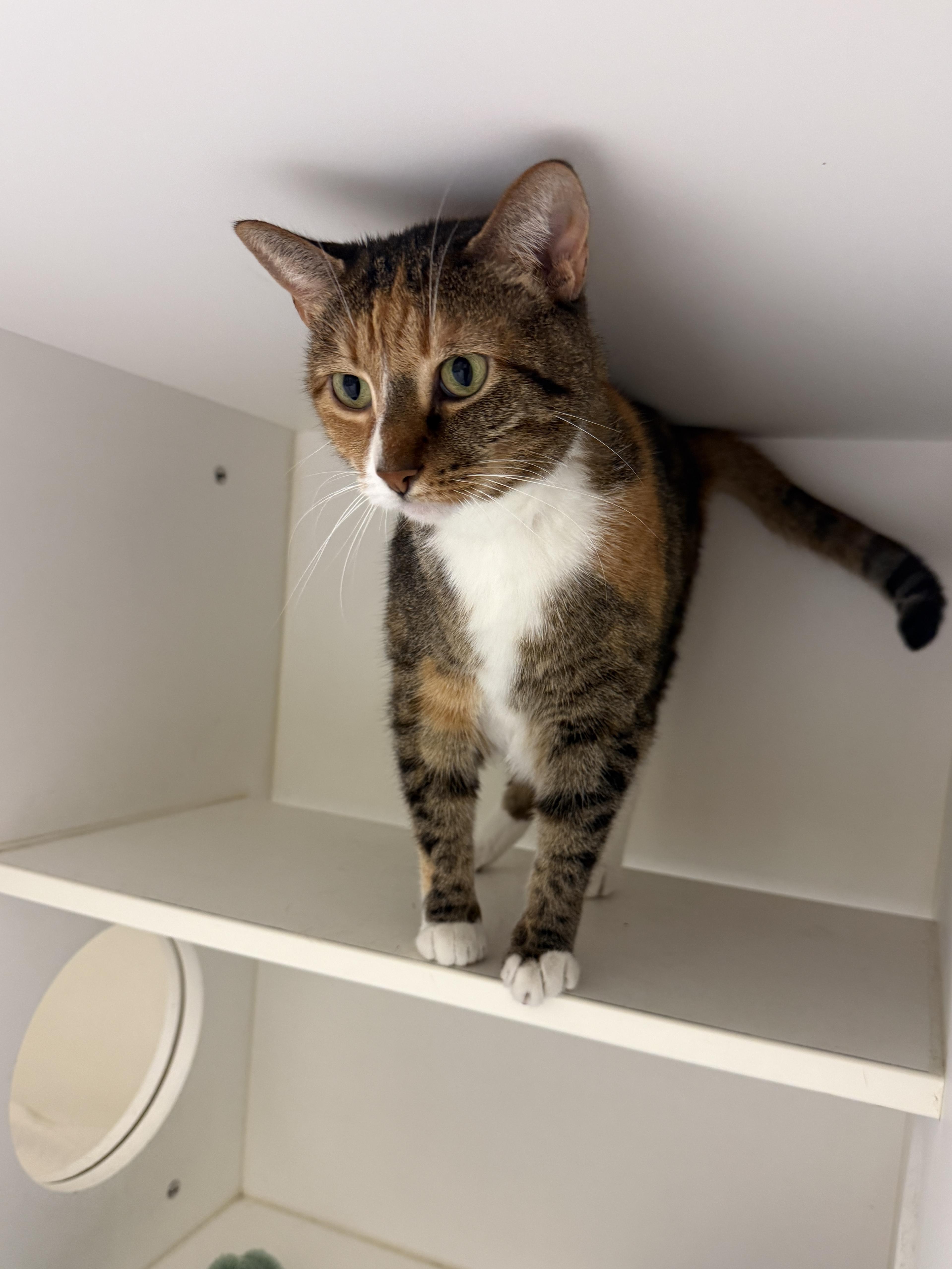 Enlarge Peanut, a Adoptable Domestic Short Hair in Springfield, MO image 3/3