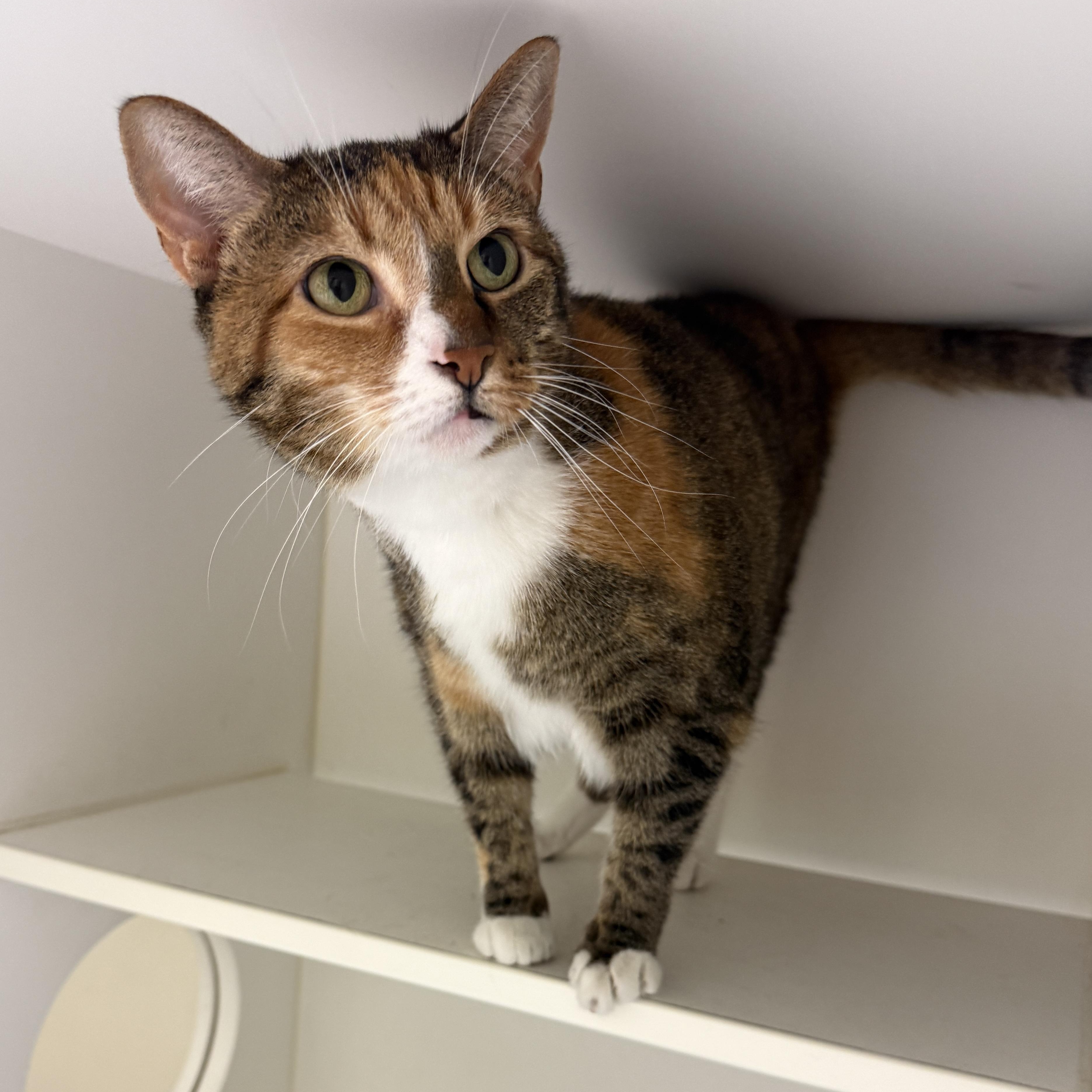 Enlarge Peanut, a Adoptable Domestic Short Hair in Springfield, MO image 1/3