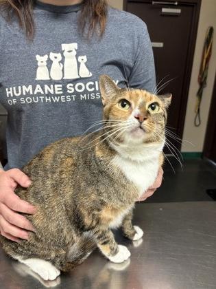 Enlarge Peanut, a Adoptable Domestic Short Hair in Springfield, MO image 2/3