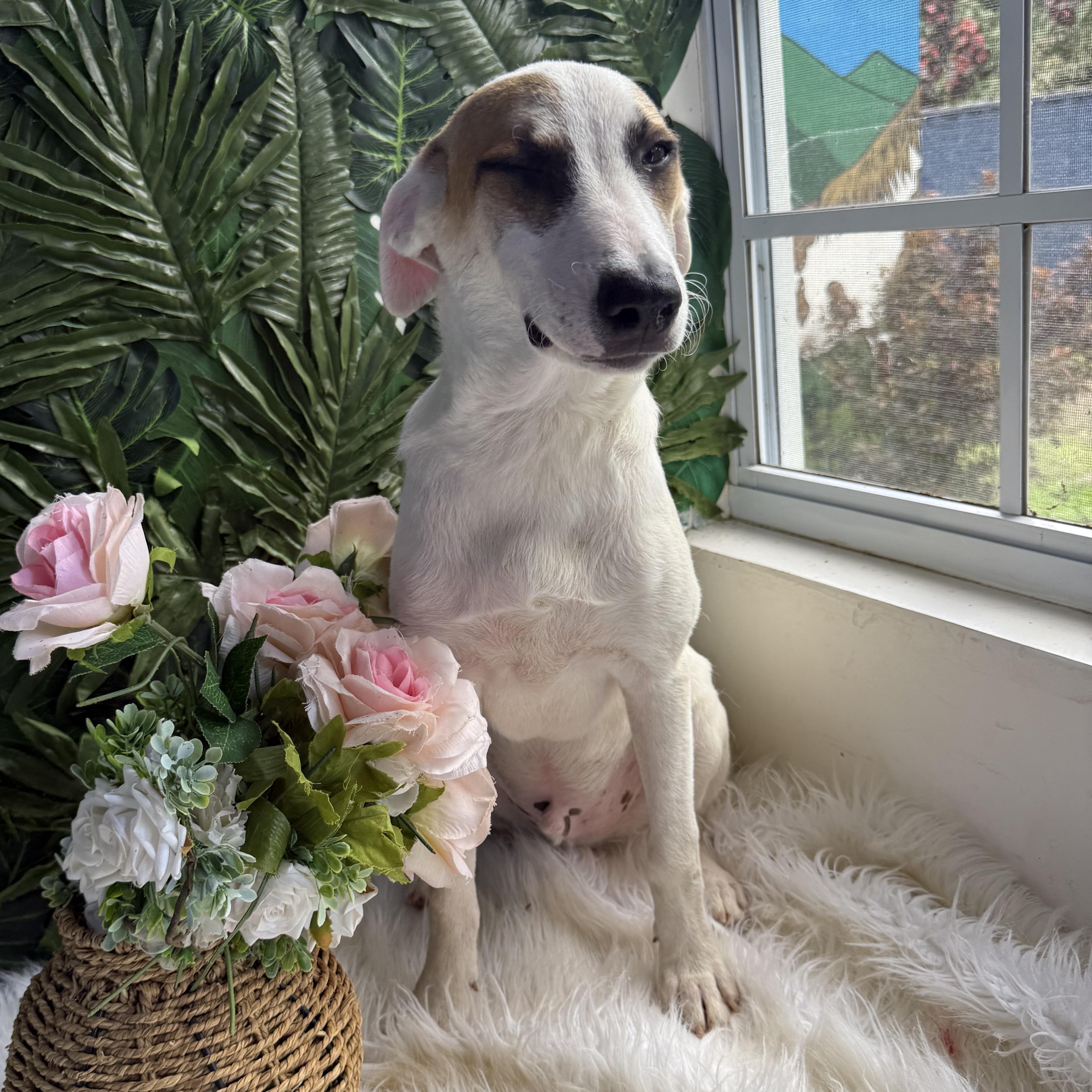 Mills, adopted, Puppy Male Labrador Retriever.