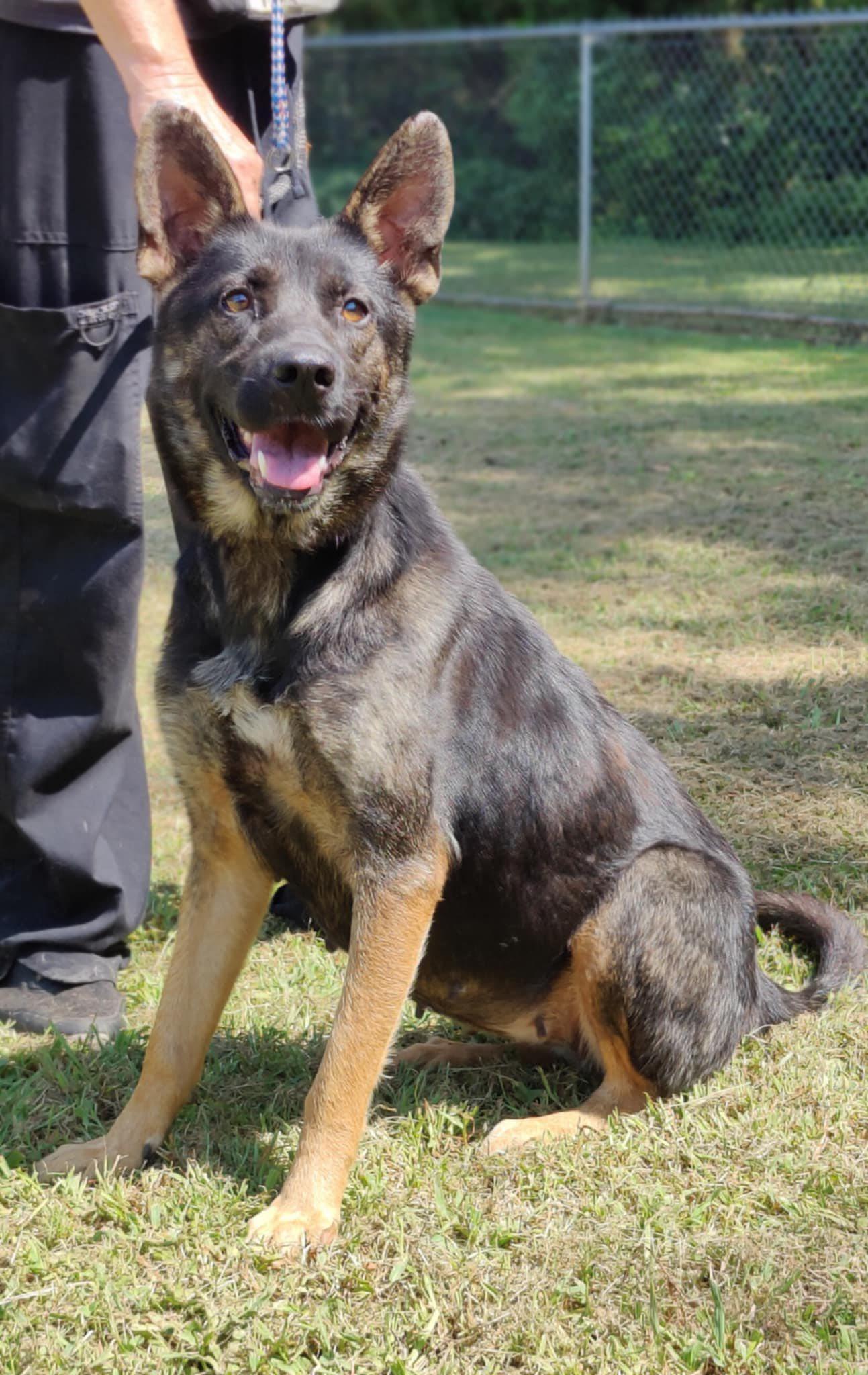 Bella, Adult Female unknown
