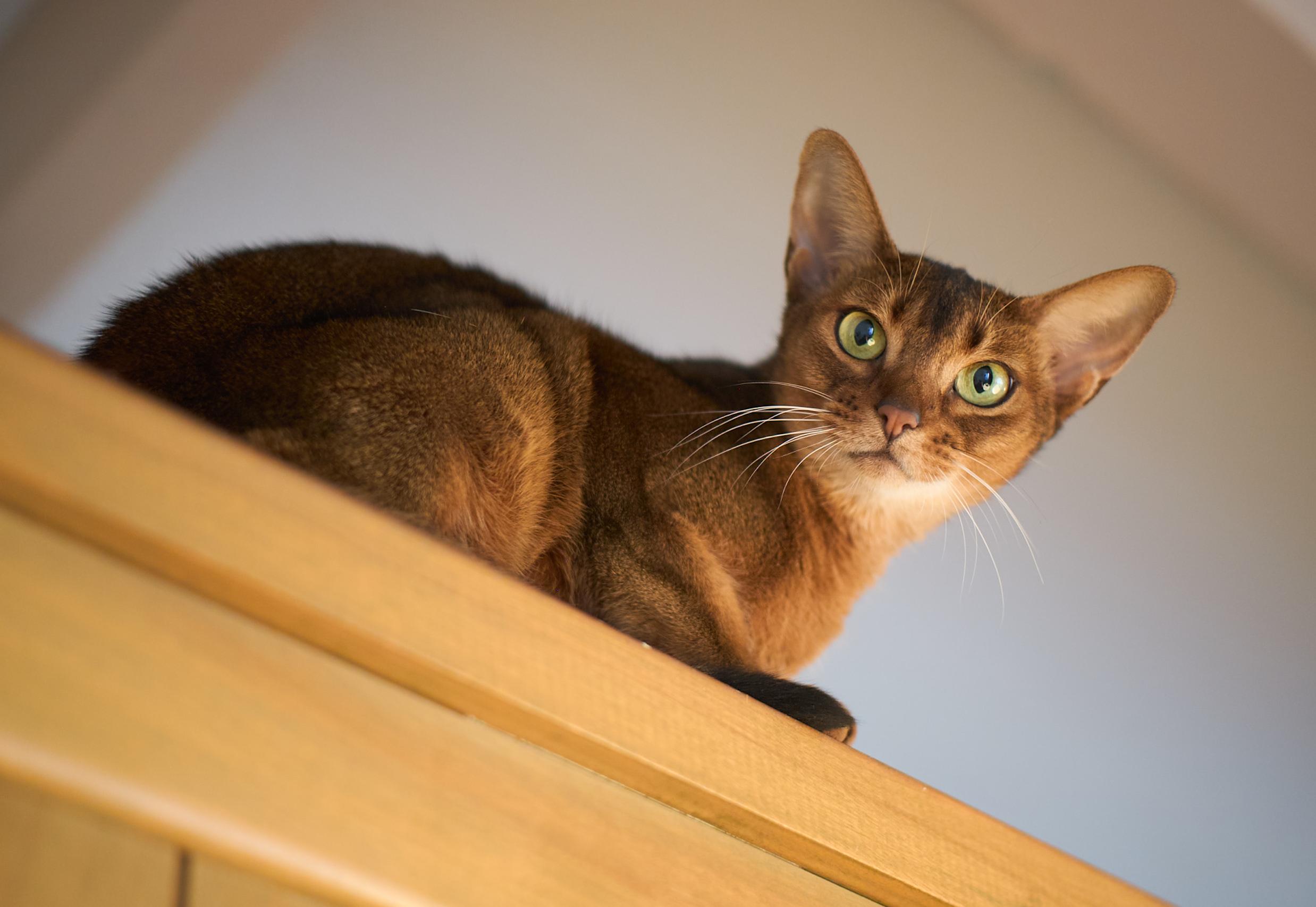 Princess, a Adoptable Abyssinian in Whittier, CA image 2/2