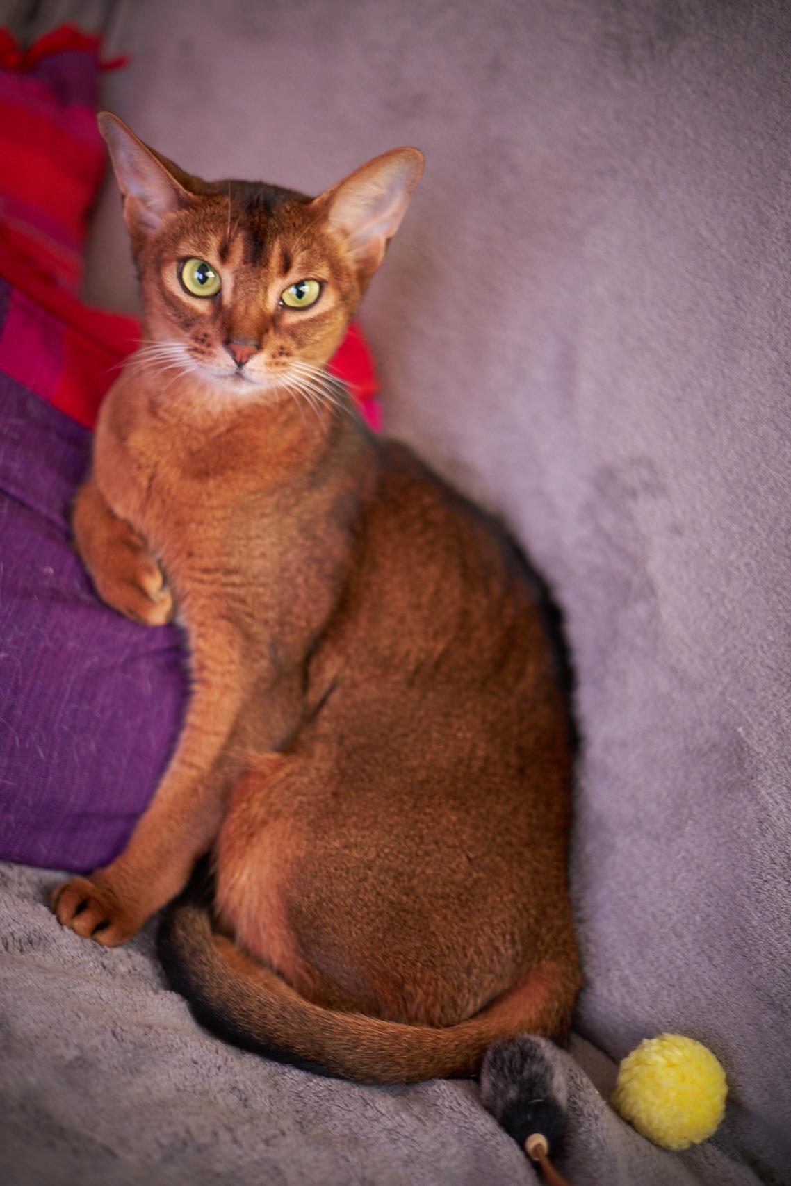 Princess, Adoptable, Adult Female Abyssinian.
