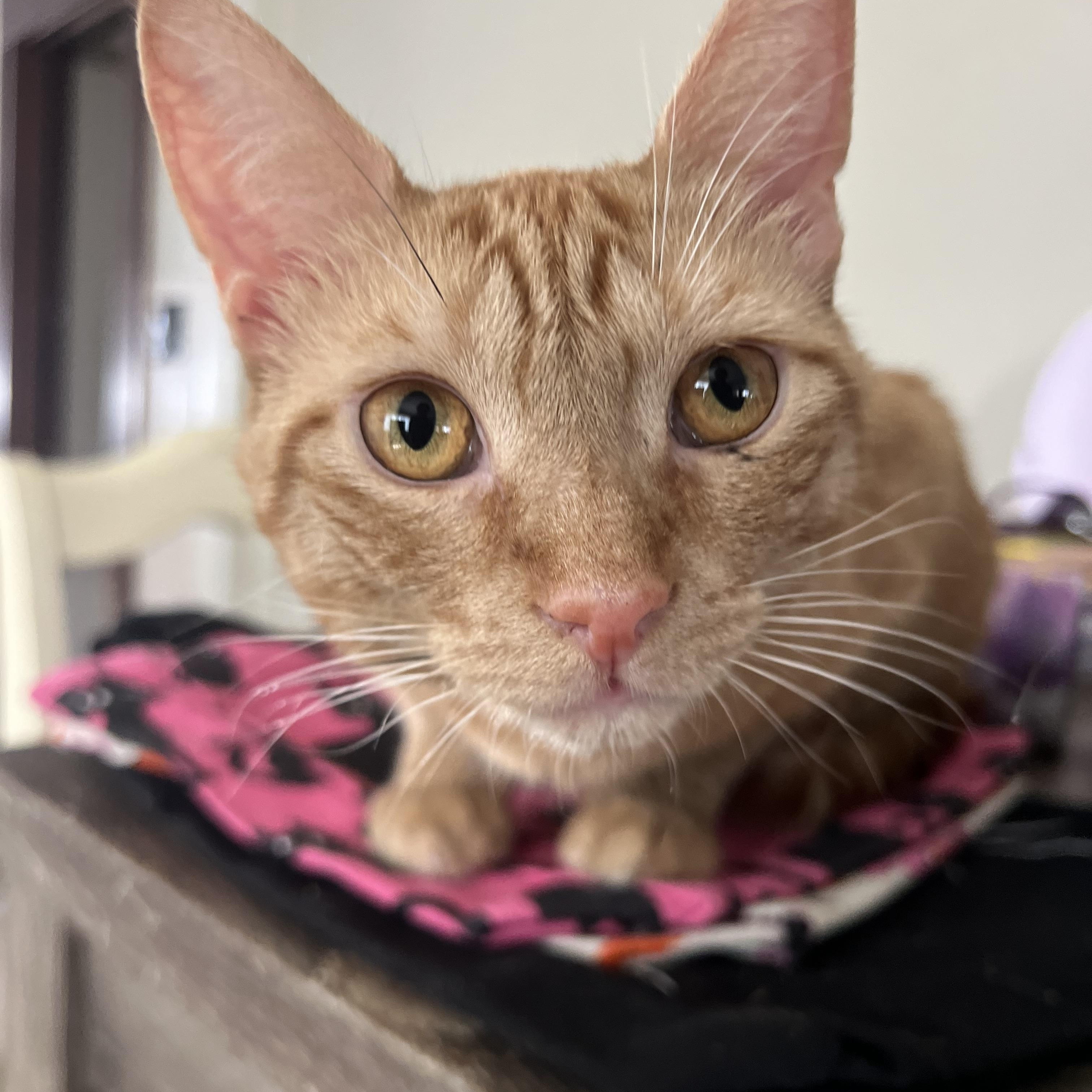 Felix, an adopted American Shorthair in Medford, MA image 1/2