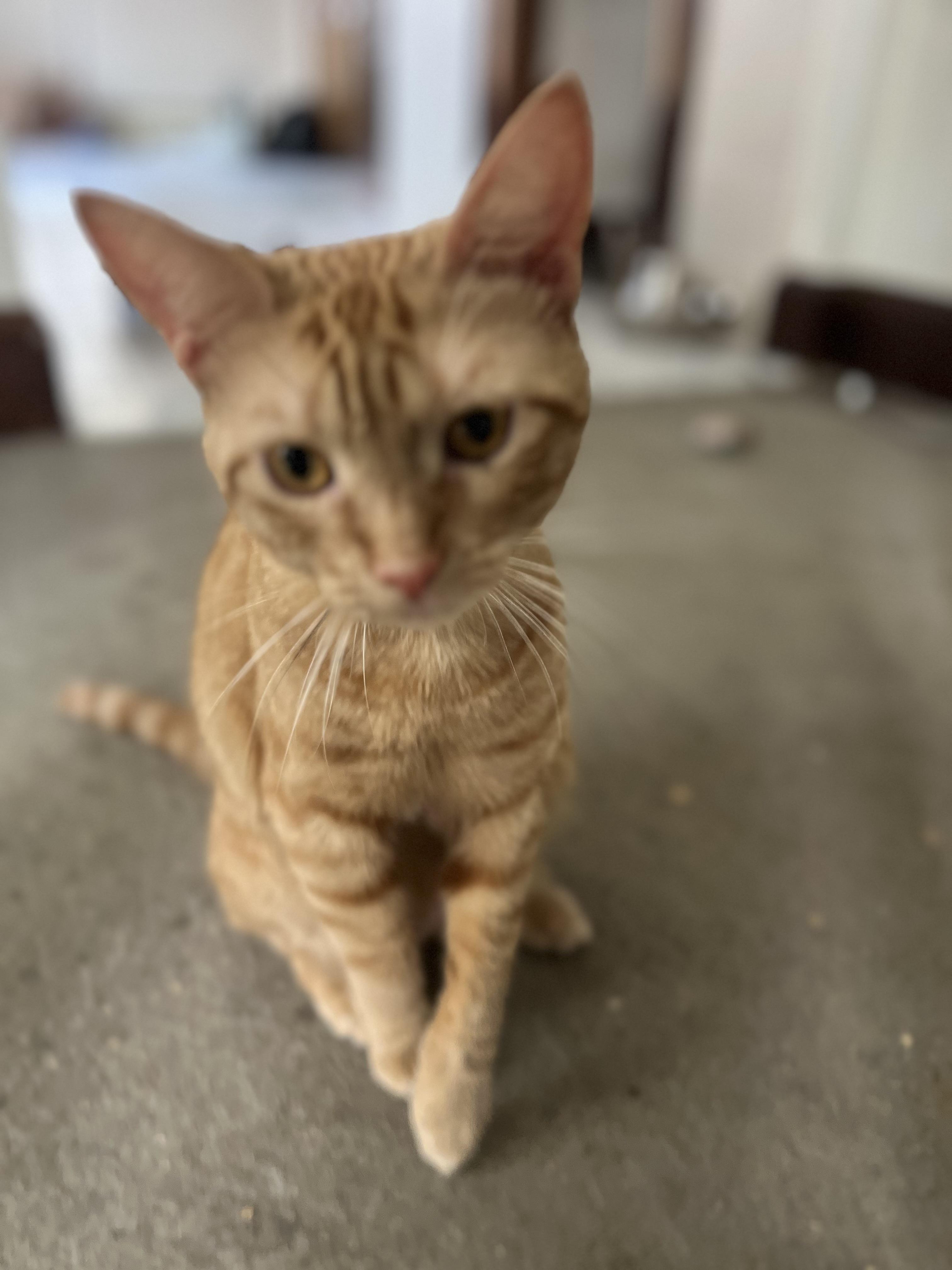 Felix, an adopted American Shorthair in Medford, MA image 2/2