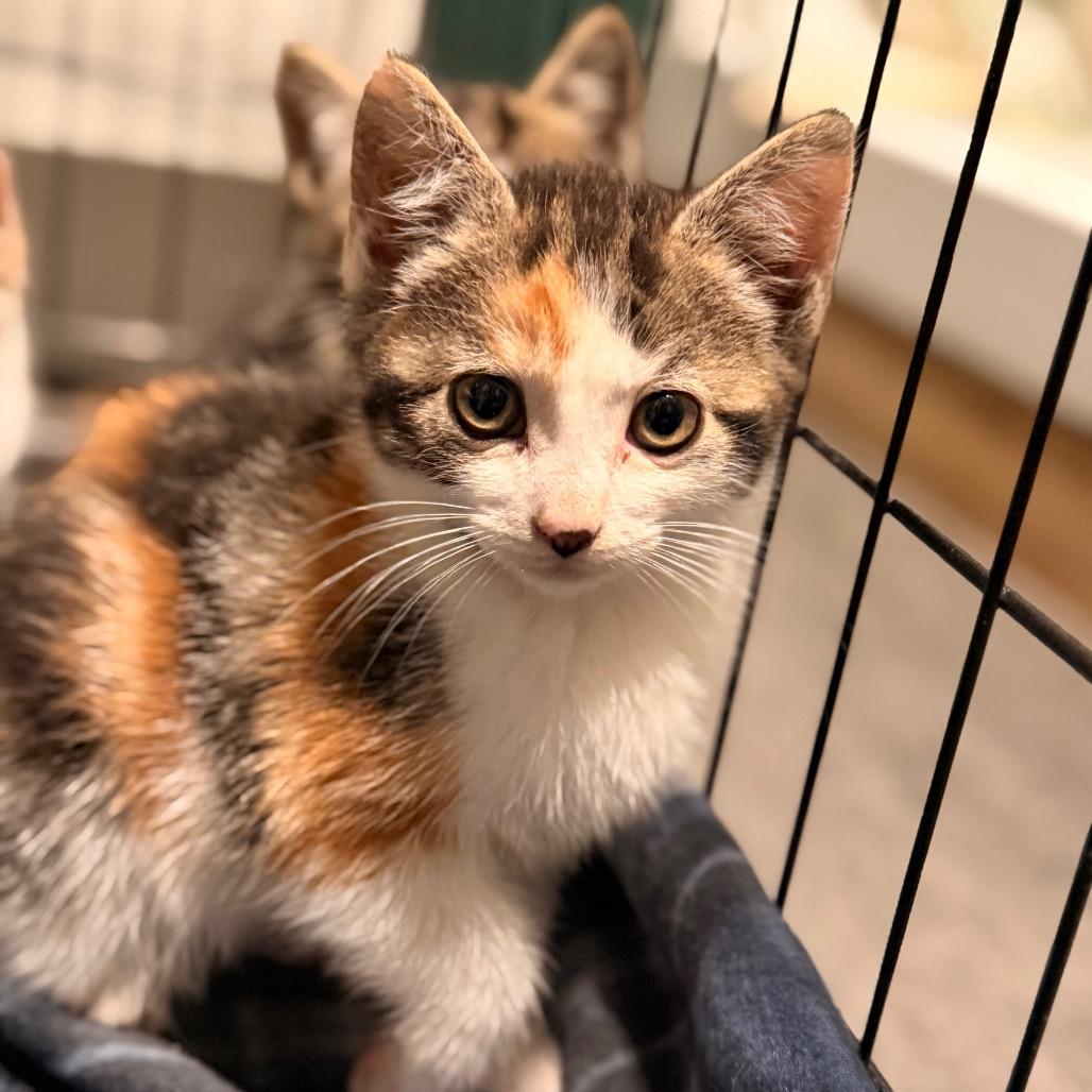 Gardenia, Adoptable, Kitten Female Domestic Short Hair.
