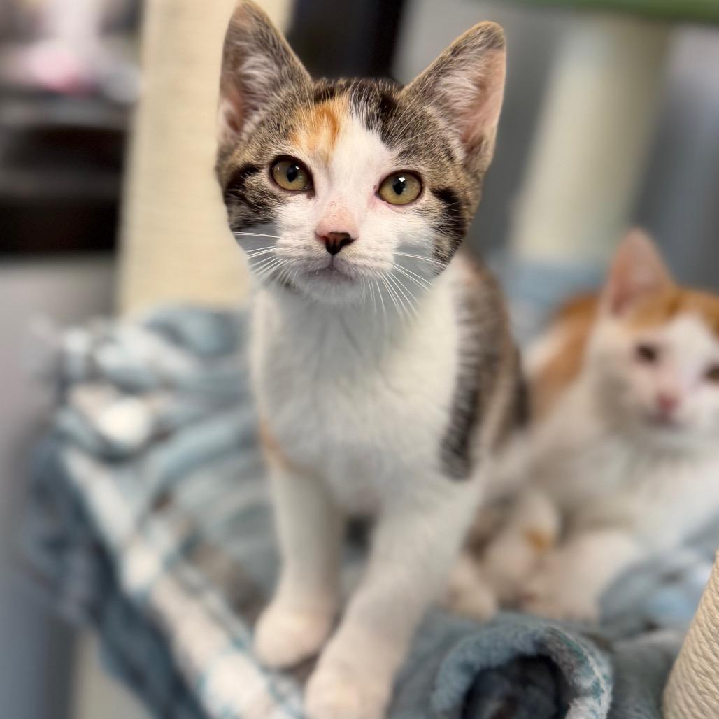 Enlarge Gardenia, a Adoptable Domestic Short Hair in Watertown, NY image 2/2
