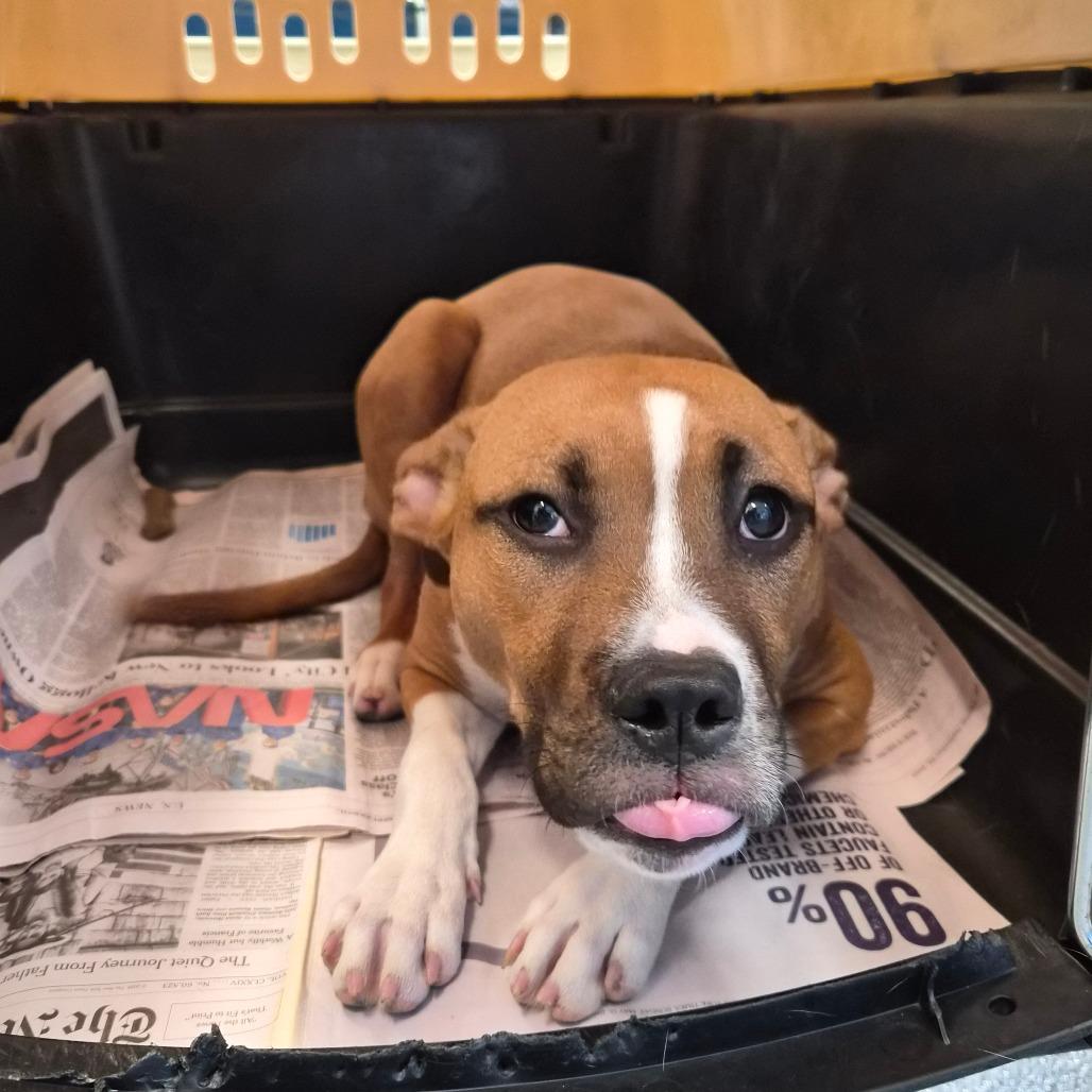 Kokoa, Adoptable, Puppy Female Boxer & Terrier.