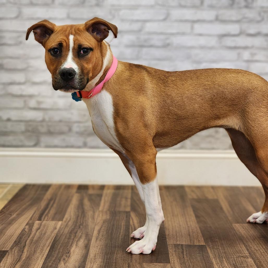 Kokoa, a Adoptable mixed breed in Montgomery, AL image 2/3