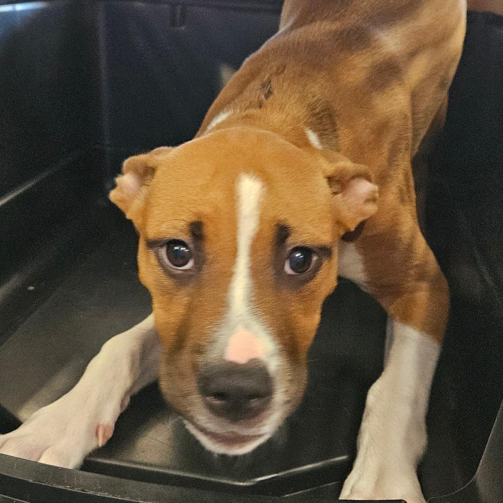 Kokoa, a Adoptable mixed breed in Montgomery, AL image 3/3