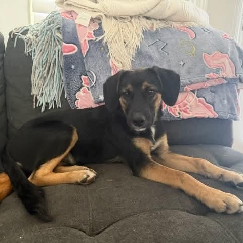 Dean, ADOPTABLE, Puppy Male Hound.