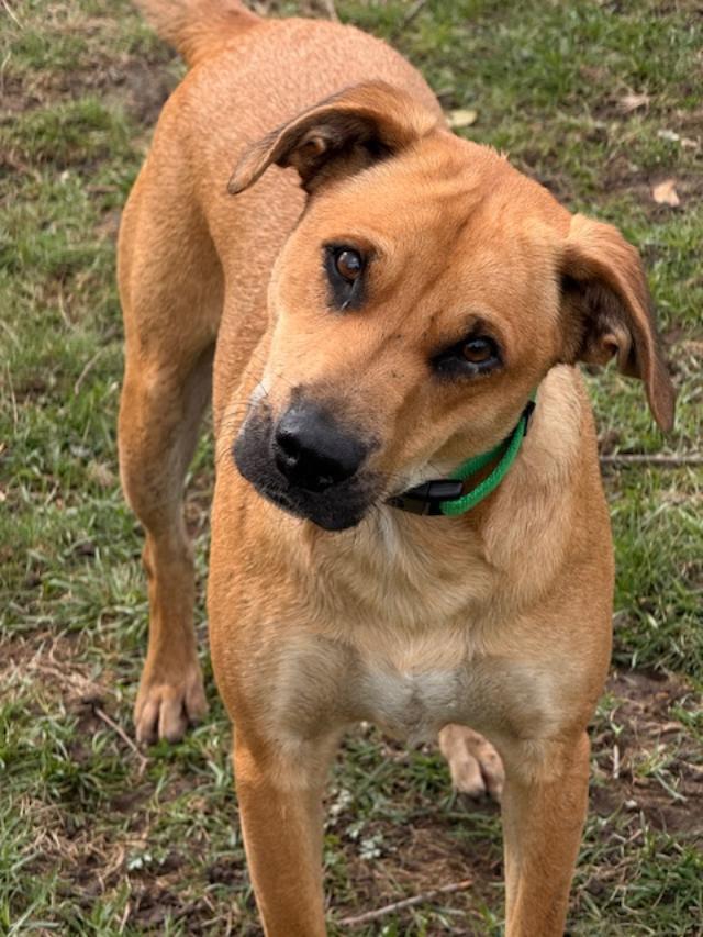 Pauly, Adoptable, Adult Male Shepherd.