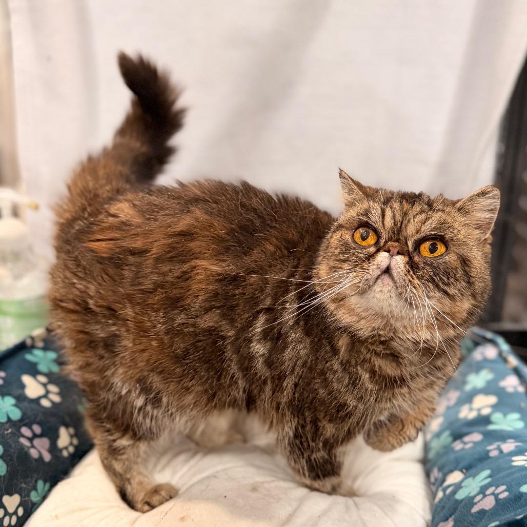 Pancake, Adoptable, Adult Female Persian.