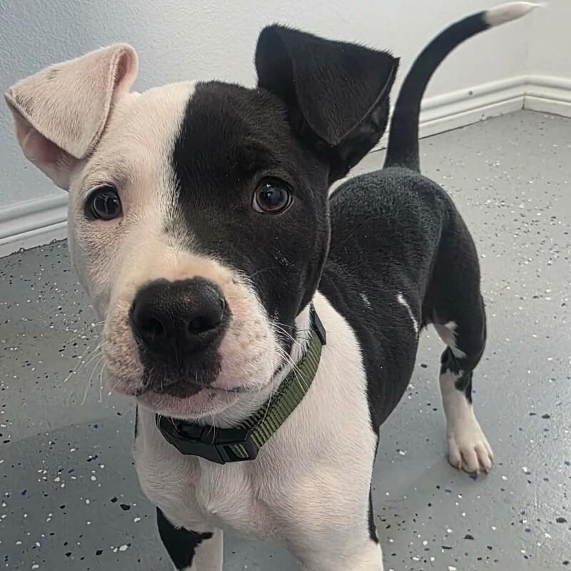 Enlarge Oreo, an adopted mixed breed in Bryan, TX image 4/4