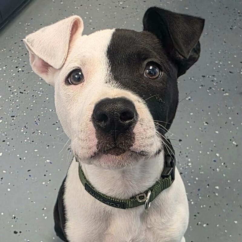 Enlarge Oreo, an adopted mixed breed in Bryan, TX image 3/4