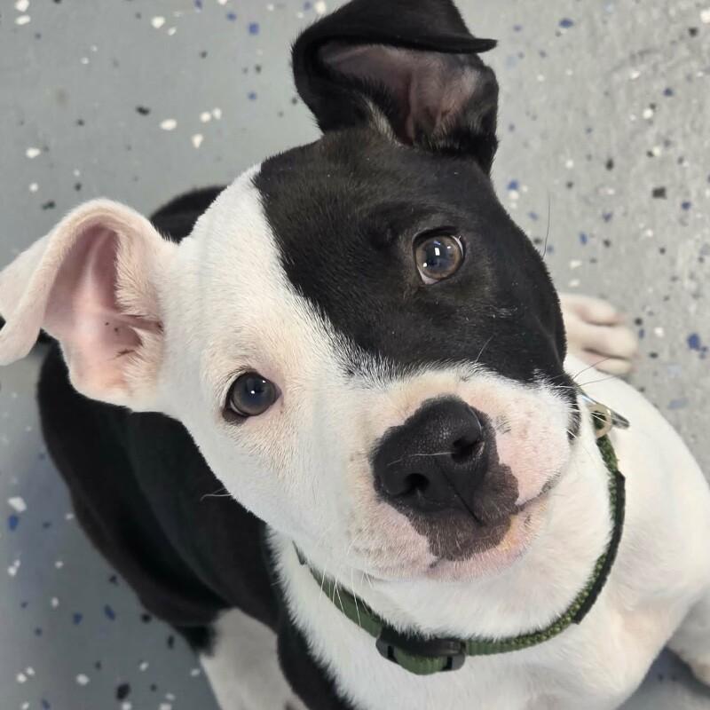 Oreo, adopted, Puppy Male Pit Bull Terrier & American Staffordshire Terrier.
