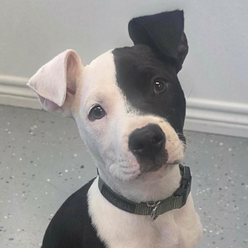 Enlarge Oreo, an adopted mixed breed in Bryan, TX image 2/4