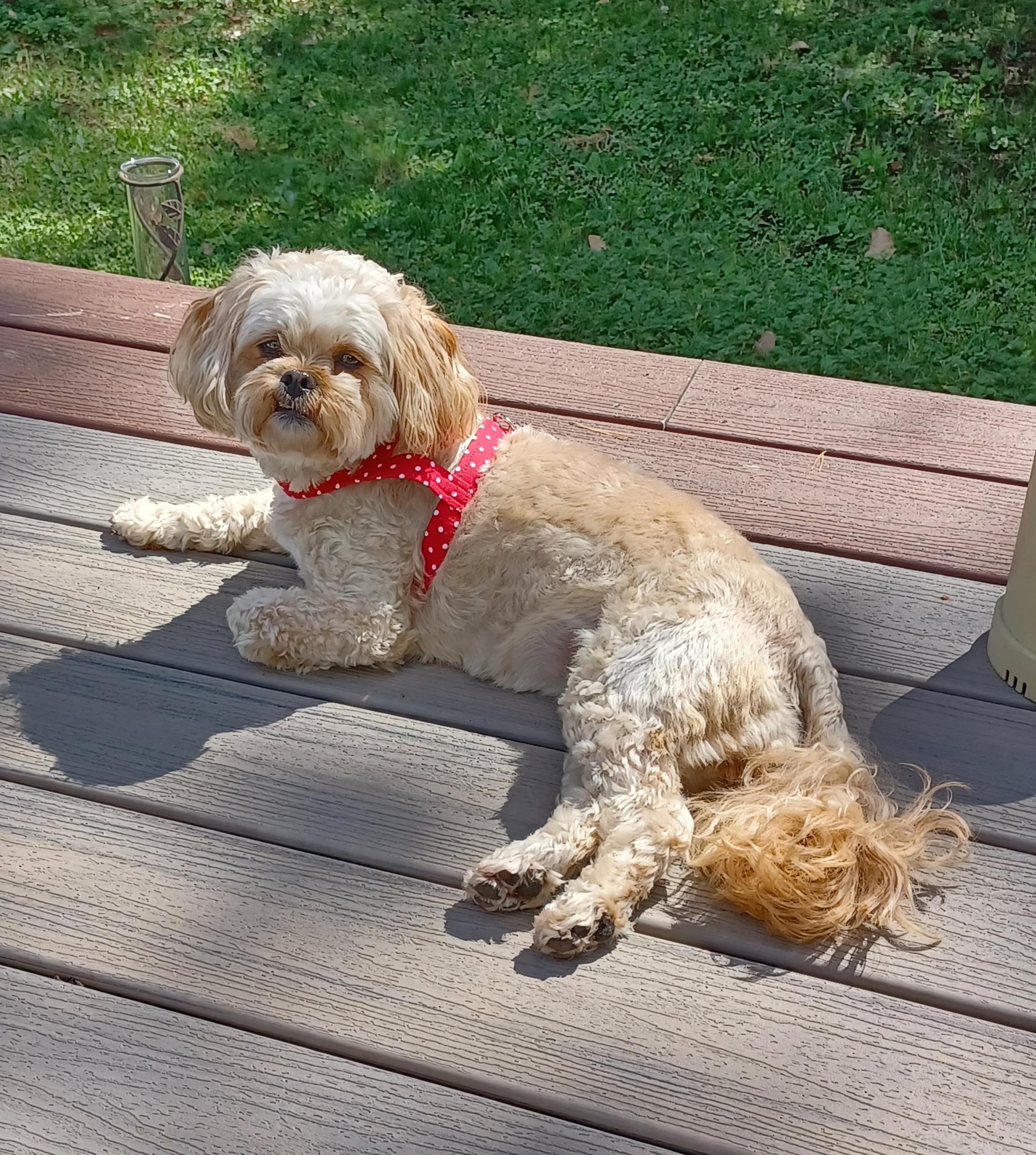 Enlarge LUNA, a ADOPTABLE mixed breed in Eden Prairie, MN image 2/3