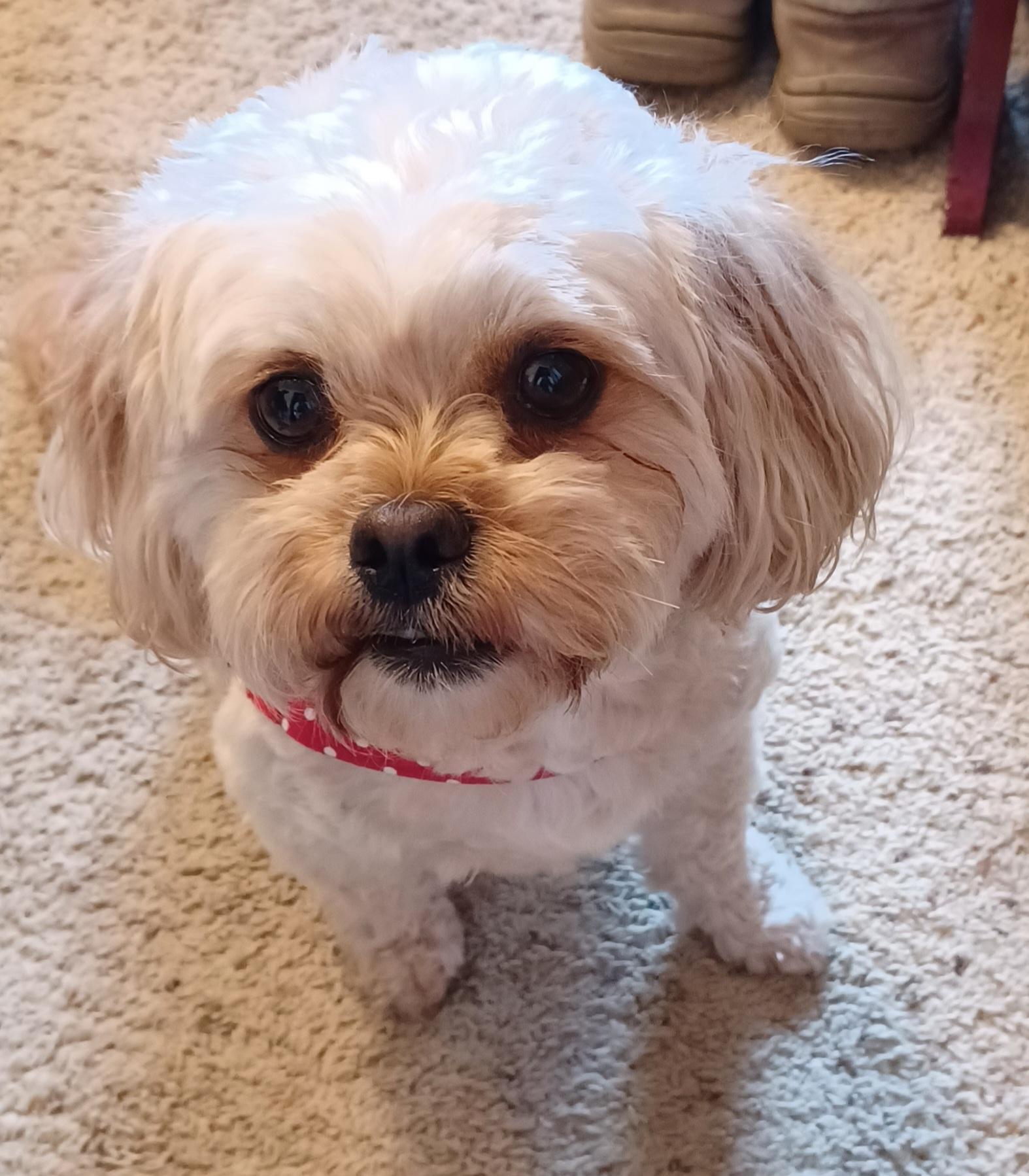 LUNA, ADOPTABLE, Adult Female Shih Tzu.