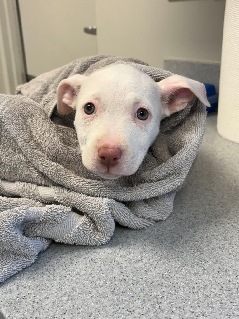 Yogurt, Adoptable, Puppy Female Pit Bull Terrier & Mixed Breed.