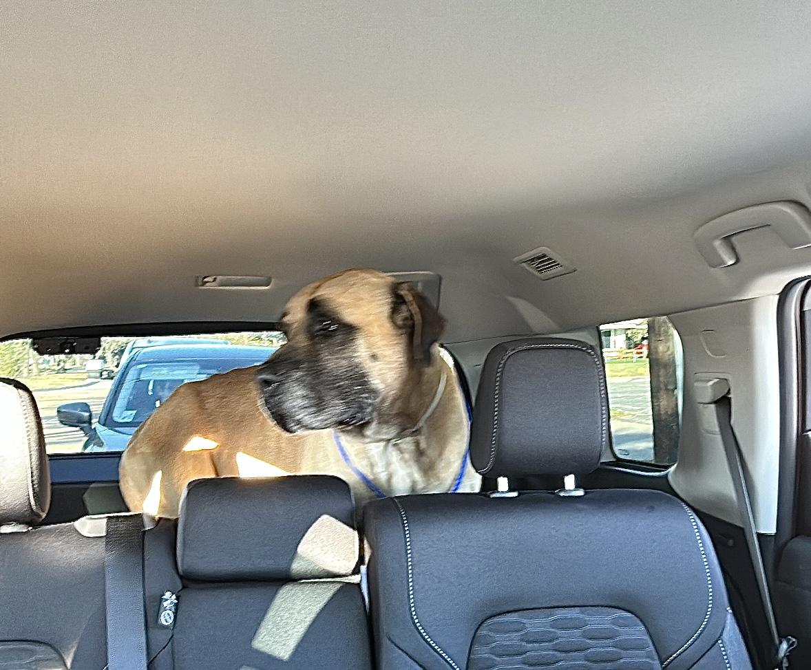 Baloo, adopted, Senior Male Mastiff.