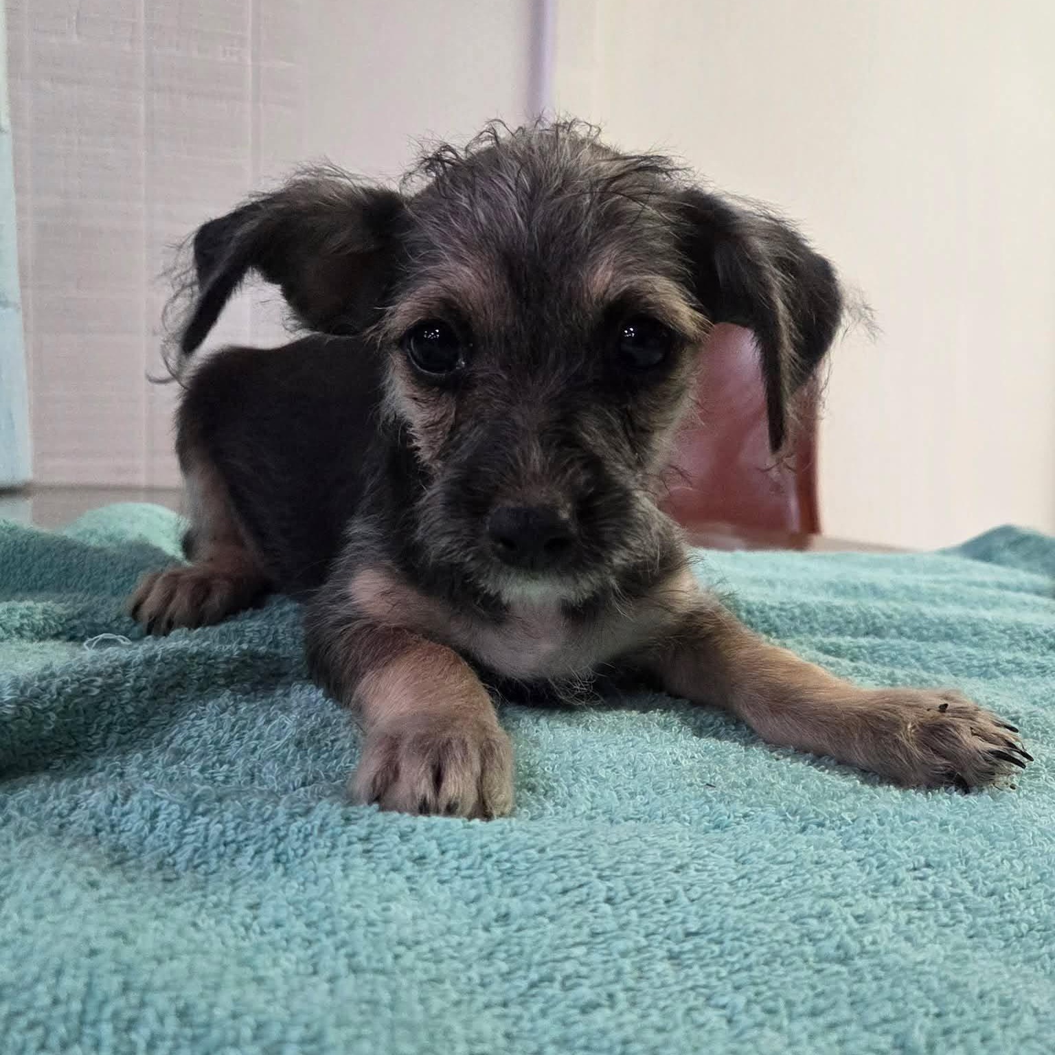 Sleepy, Adoptable, Young Male Chihuahua & Miniature Schnauzer.