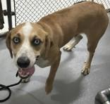 Enlarge Sam, a Adoptable mixed breed in Blue Ridge, GA image 1/2