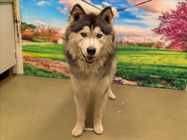 SAVE ME PLEASE! ELVIS -ID#A545309