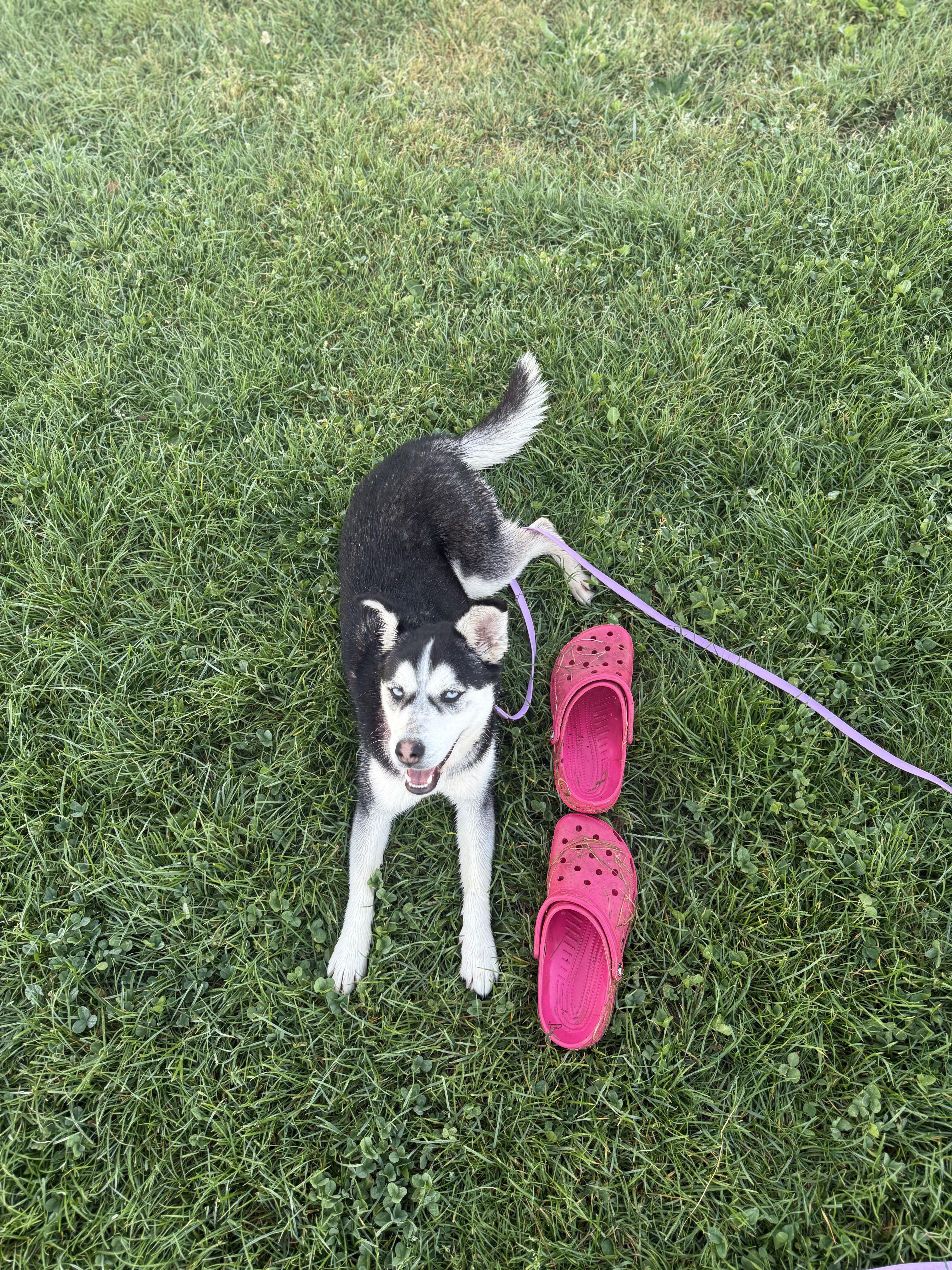 Enlarge Sasha, an adopted mixed breed in Walnut Creek, CA image 3/6