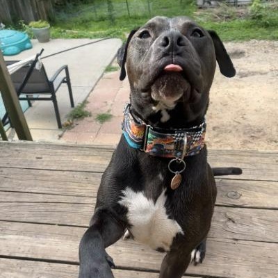 Donkey, a Adoptable mixed breed in Kansas City, MO image 5/6