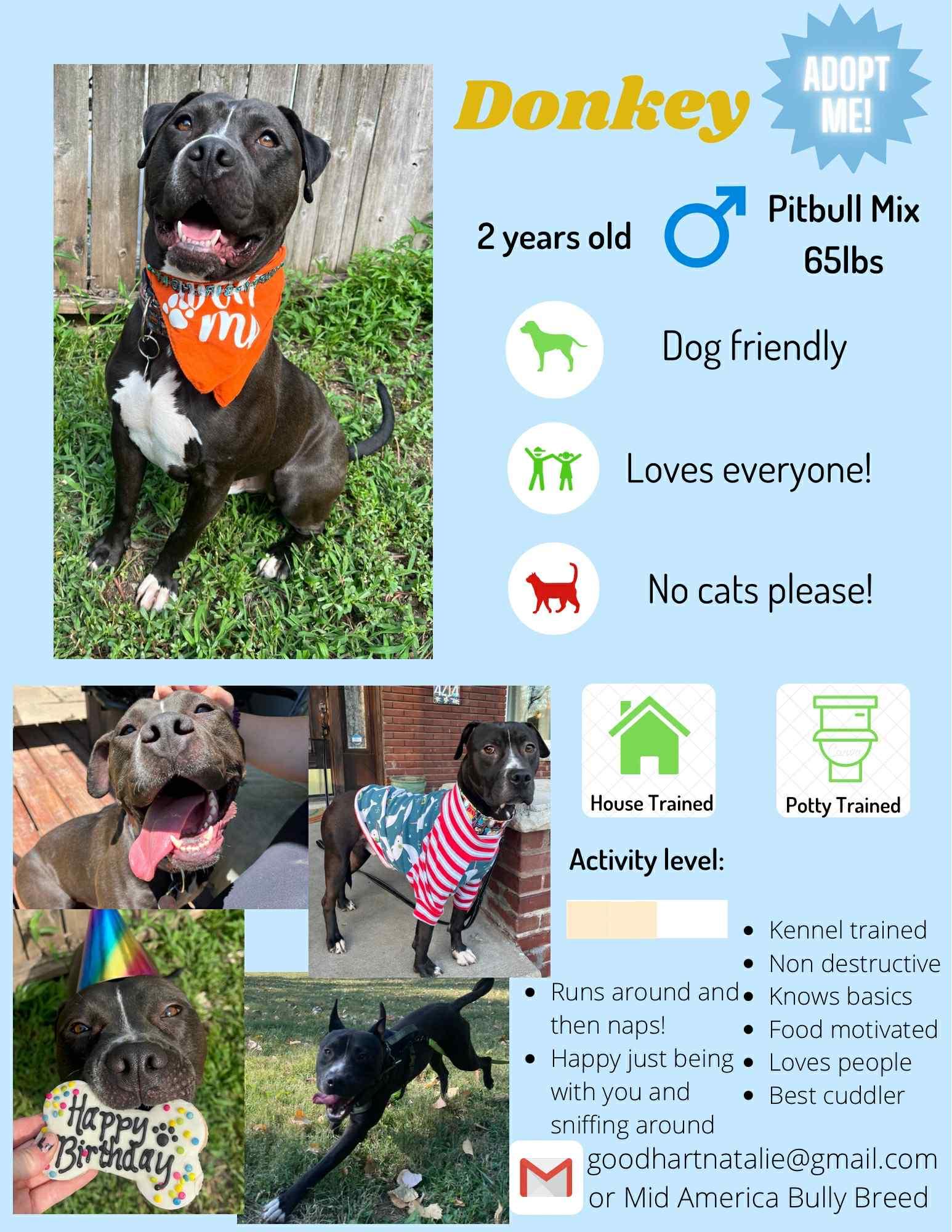 Enlarge Donkey, a Adoptable mixed breed in Kansas City, MO image 1/6