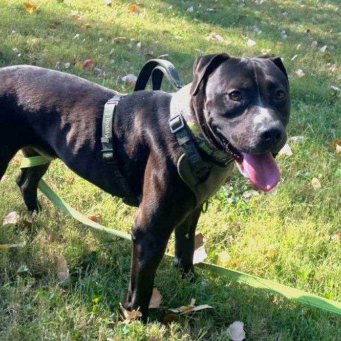 Donkey, a Adoptable mixed breed in Kansas City, MO image 4/6
