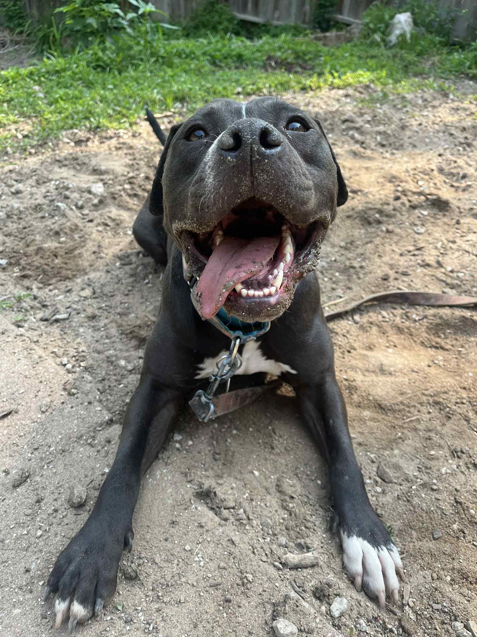 Donkey, Young Male Pit Bull Terrier