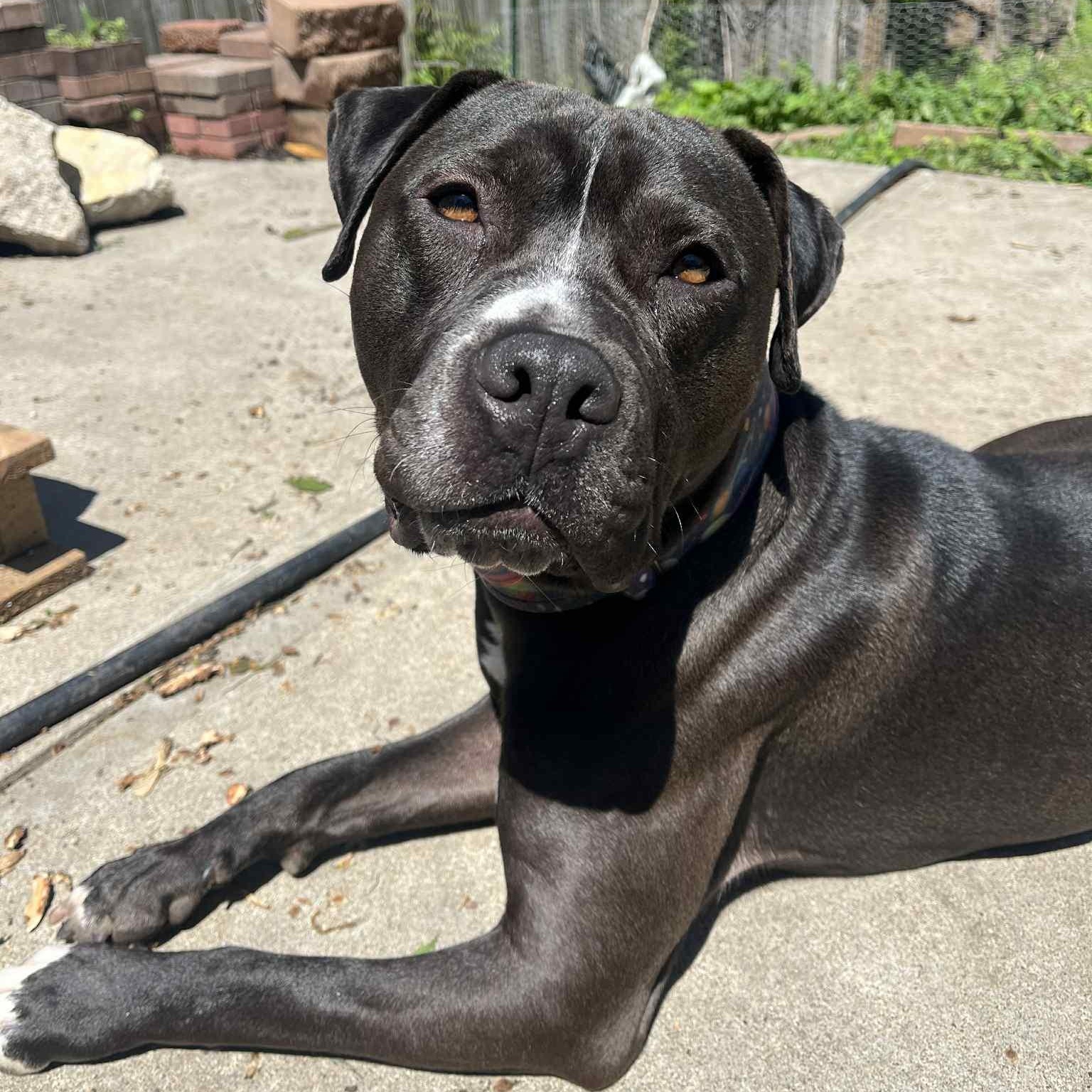 Donkey, a Adoptable mixed breed in Kansas City, MO image 1/6