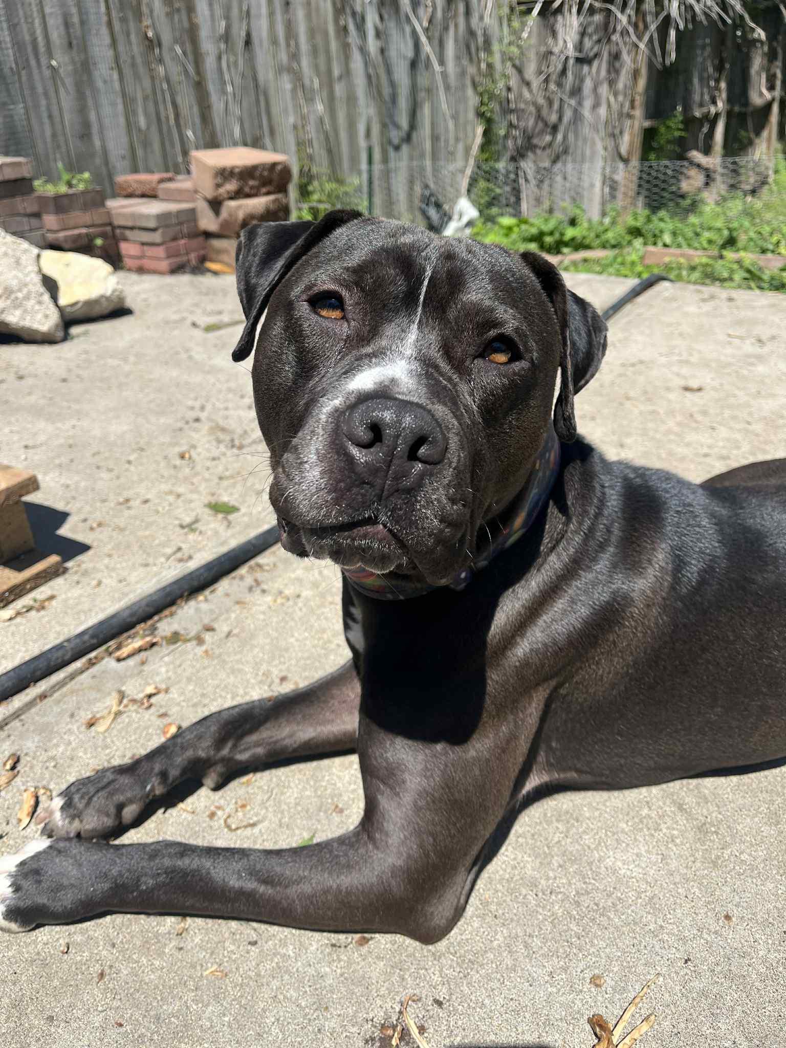 Enlarge Donkey, a Adoptable mixed breed in Kansas City, MO image 4/6