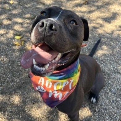 Donkey, a Adoptable mixed breed in Kansas City, MO image 3/6