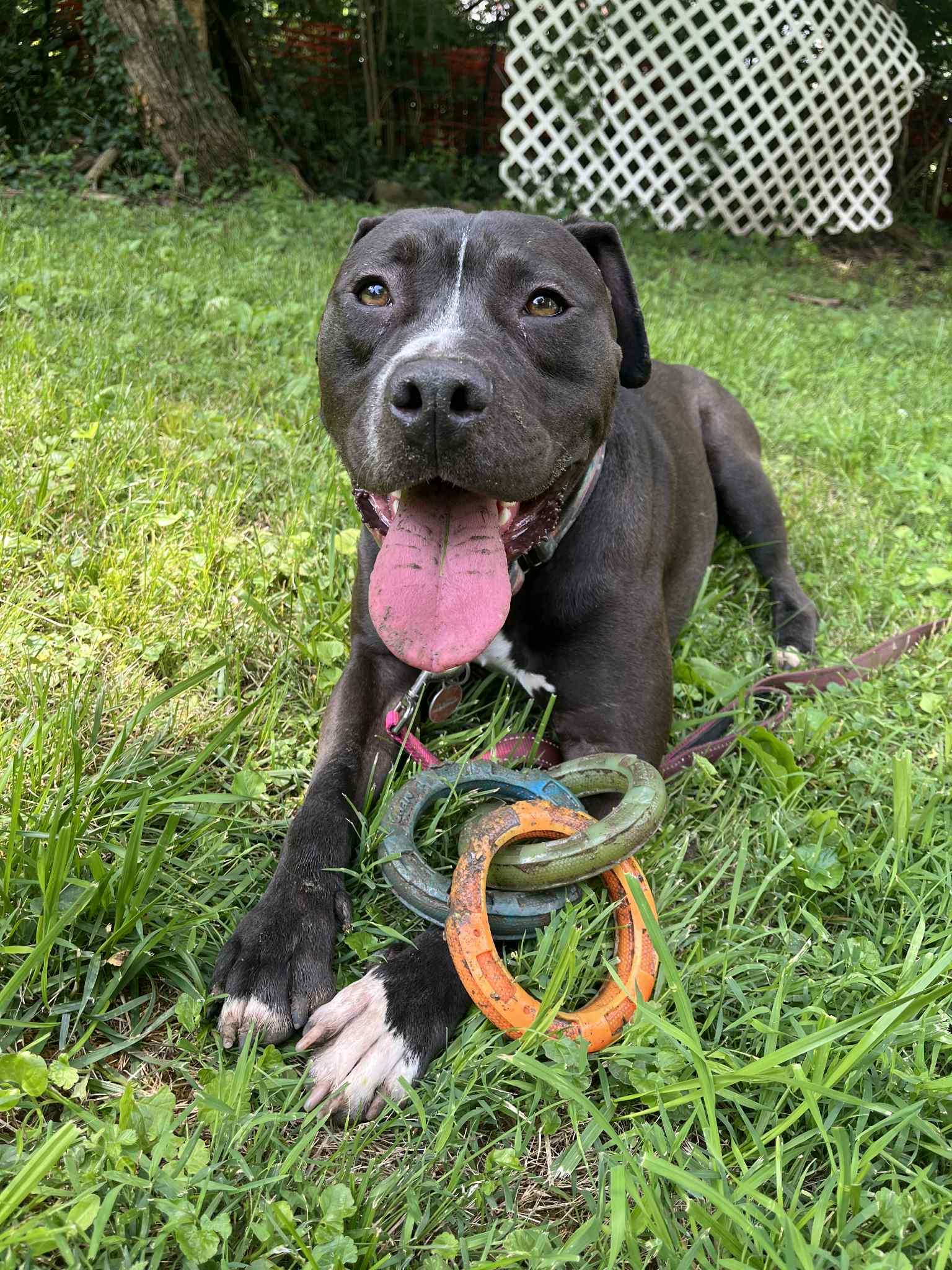 Enlarge Donkey, a Adoptable mixed breed in Kansas City, MO image 5/6