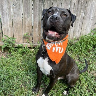 Donkey, a Adoptable mixed breed in Kansas City, MO image 2/6